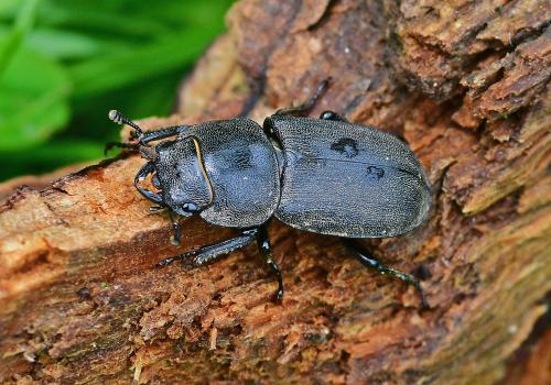 Réf. 343 659 : Dorcus parallelipipedus
